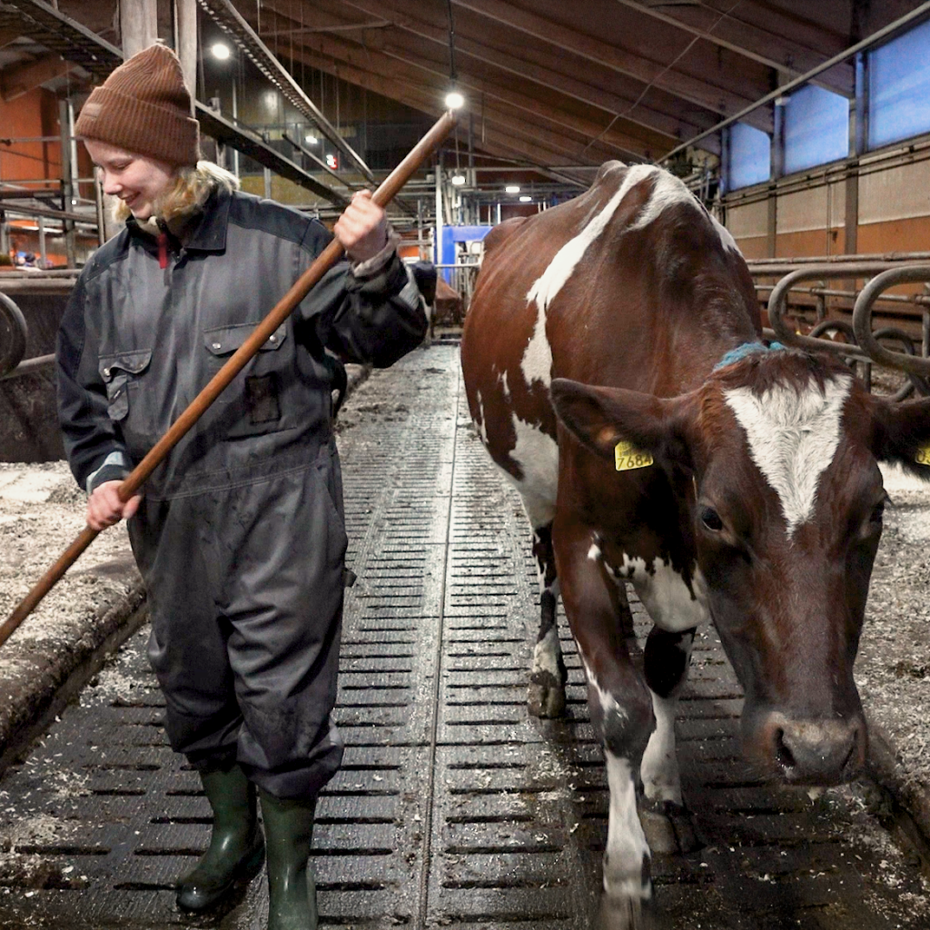 Eläintenhoitaja putsaa navettaa, lehmä kävelee hänen vieressään.