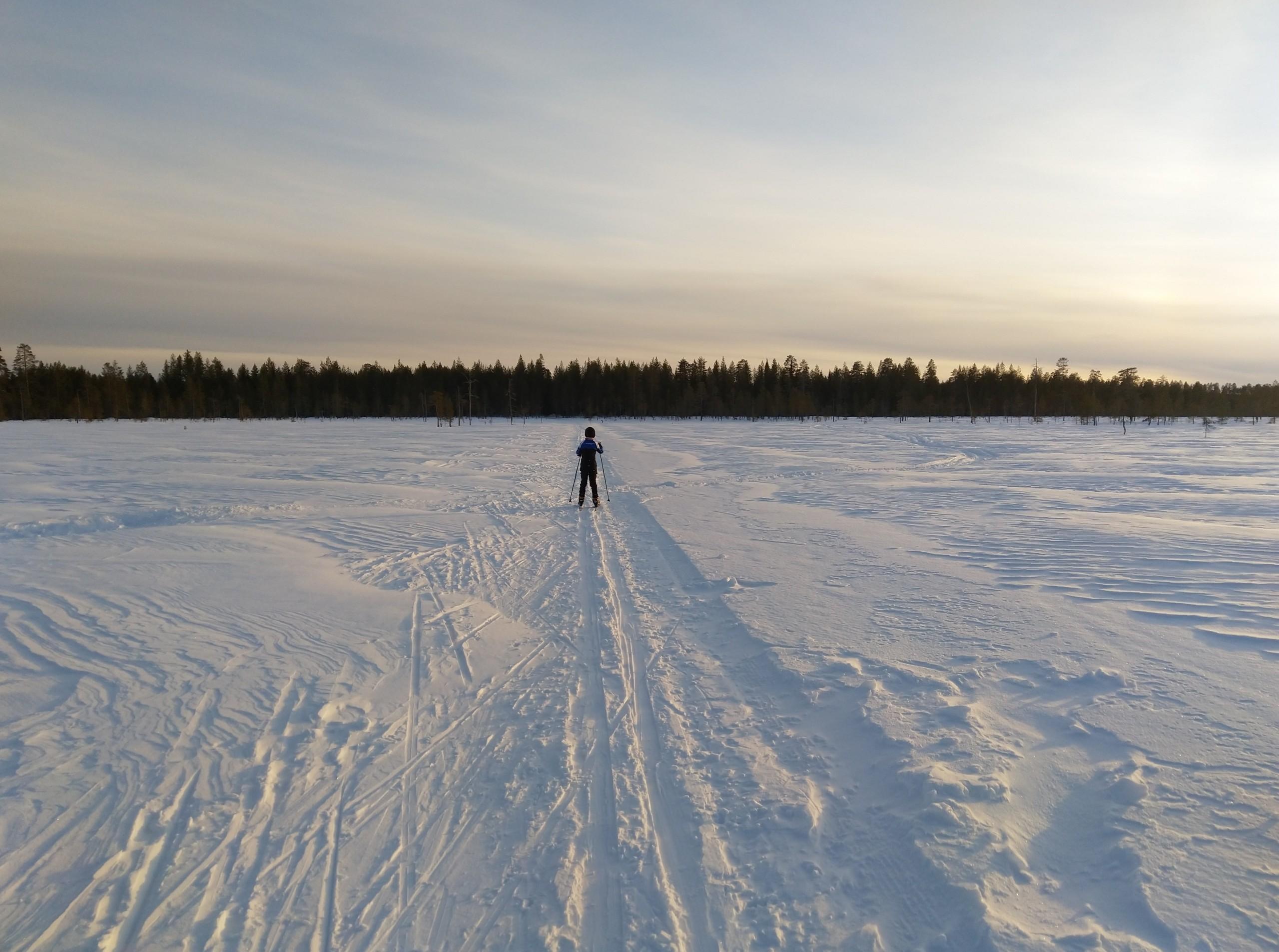 Henkilö hiihtämässä metsäaukiolla.